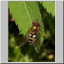 Parasyrphus annulatus - Helle Blattlausschwebfliege m02.jpg